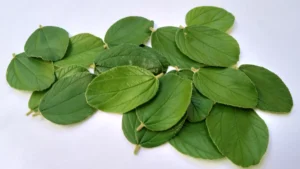 Kahasiat daun Bidara