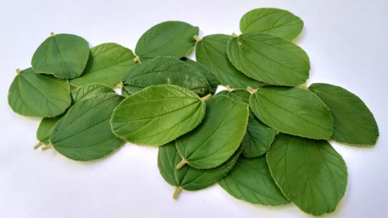 Kahasiat daun Bidara